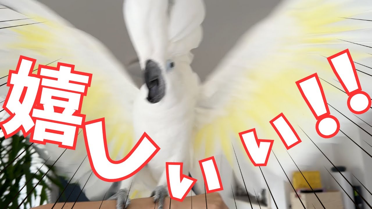 飛んで褒められて全力で嬉しさを表現するオウム - YouTube