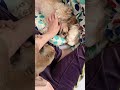 飼い主に撫でて欲しいスローロリスとチワプー