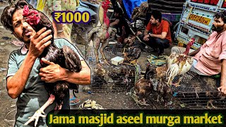 Download Lagu Jama masjid aseel murga market delhi | top quality aseel | 22 June 2025 MP3 Download Lagu Jama masjid aseel murga market delhi | top quality aseel | 22 June 2025 MP3