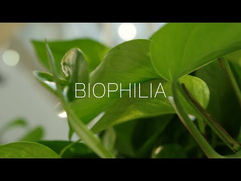 ቪዲዮ: Biophilia ምንድን ነው - ስለ ተክሎች ባዮፊሊያ ተጽእኖ መረጃ