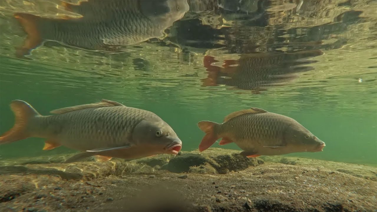 주말 청계천을 찾은 관광객 들로 넘쳐남. 청계천에 진심인  관광객들.   잉어 수중 촬영, 백로의 먹이 사냥, 청둥오리 부부.