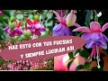 como cuidar 🌺LAS FUCSIAS🌺