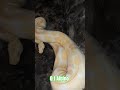 0.1 Albino #albino #ophelia #snake #reptiles #lifeisbutadream #python #breeding #wildlife #serpent