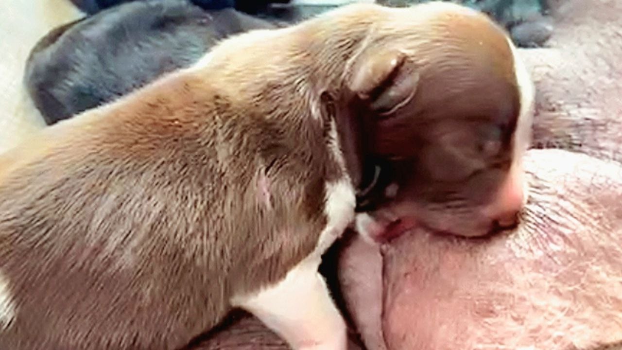 Cute-#5days-old-puppies, take wonderful breastfeeding mum❤️❤️#puppy #cute #viral #dog #doglover