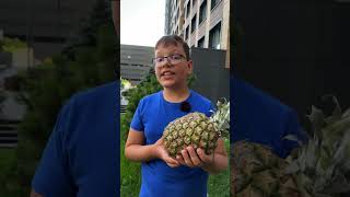 🍍🌱 Where Do Pineapples Come From? #shorts #kids