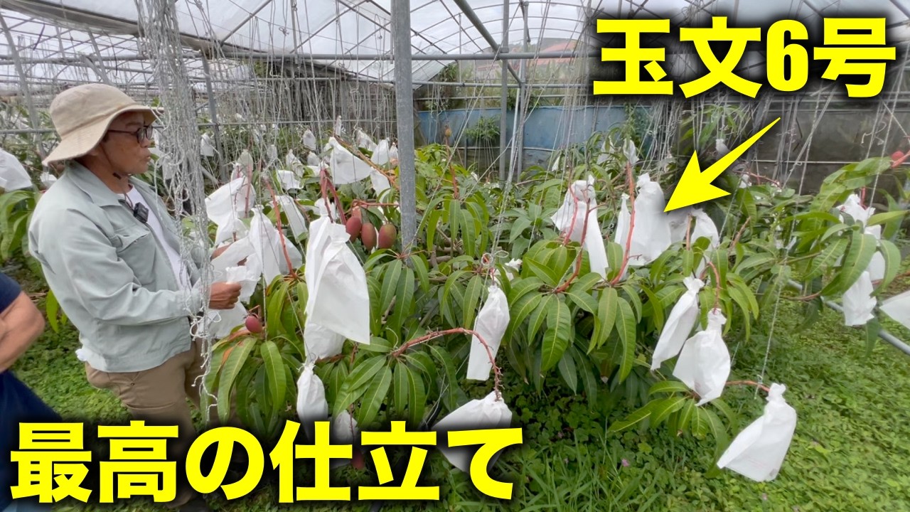 農薬を一切使わずに,超美味しいマンゴーを作る方法【多品種栽培】