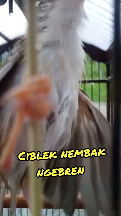 Ciblek nembak ngebren #ciblek #ciblekbren #ciblekgacor #masteranciblek #masteranciblekngebren #fyp