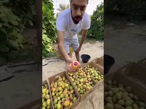 ثمار اللوز بسم الله ماشاء الله