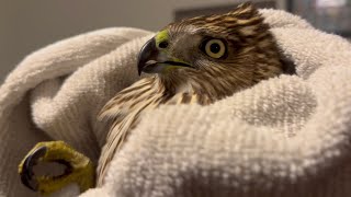 Hawk in the House fo Today by The Urban Rescue Ranch 534,628 views 4 months ago 10 minutes, 49 seconds