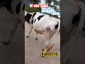 பெருவெட்டு hf மாடு விற்பனை #cow #dairyfarm #hfjersey #cattlefarm #cowsalesvideos