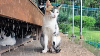 Rain Sound And Beautiful Cat