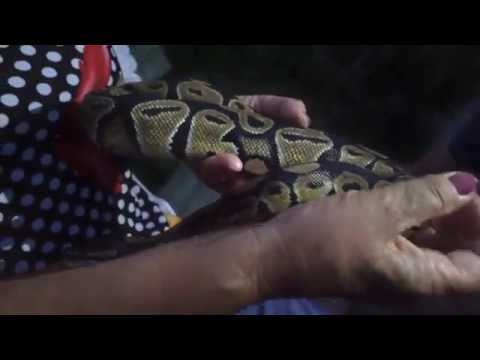 ROYAL PYTHON, or ball python (Python regius)