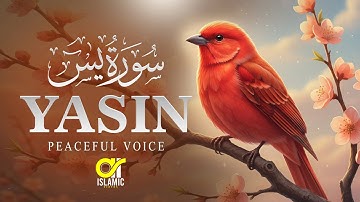 Surah Yasin (Yaseen) سورة يس | Relaxing Heart touching calming voice | EP -132 @islamicvideos.a.r
