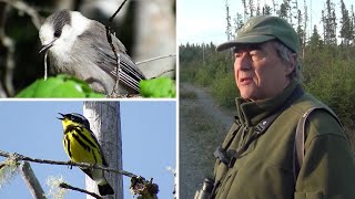 Why you should go bird watching in the North Maine Woods | Bob's Bird's Eye View