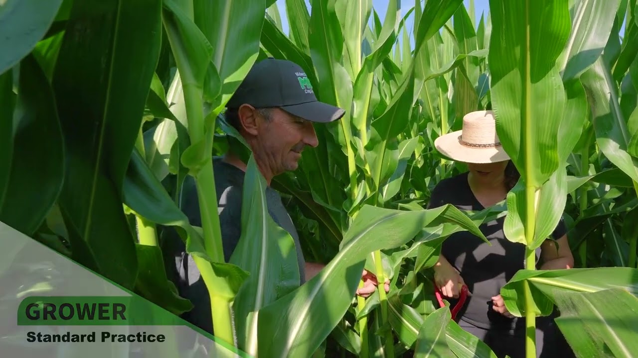 Ep. 6: Corn at Kalb Farms