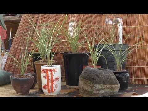 タカノハススキの株分け Youtube