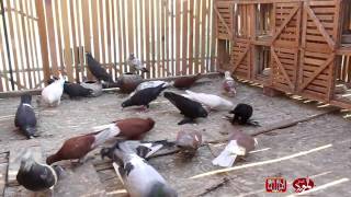 غية حمام - Hobby of Pigeon Keeping