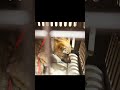 牧場に捨てられていた犬がわんぱく小僧になるまで①
