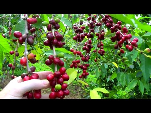 Make a Cup of Coffee Starting From Scratch | Coffea arabica |