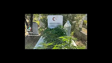 عاجل تركيا اعتقال مواطن وابنه لأنهما قاما بزرع الحشيش على قبري جده وجدته في إحدى قرى 