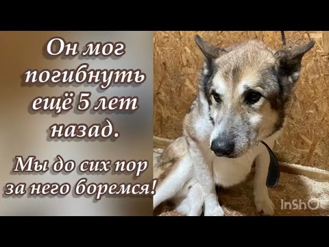 Он мог погибнуть еще 5 лет назад. Мы до сих пор за него боремся! Приют для животных