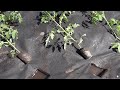 Высаживаю томаты в открытый грунт на черную агроткань - мульчу. Показываю все очень подробно.