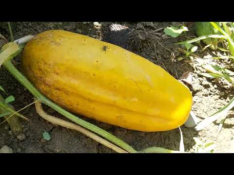 Video: Semințele De Castraveți - Ce Trebuie Să știți?