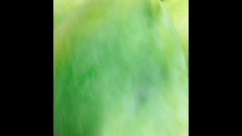 5 cách nhận biết xoài cát Hoà Lộc ngon