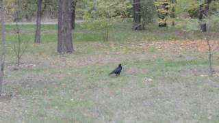 Ворона гуляет по парку Ворона ищет еду