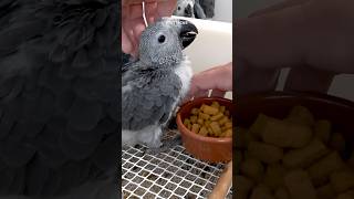African grey parrot baby one month old weaning pellets #birds
