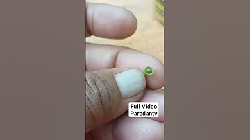 Peppers Flower Dropping