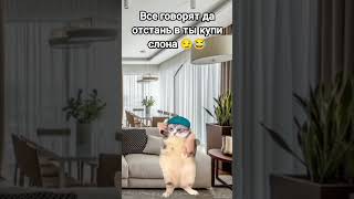 хехе 😏🤣 #рек #youtube #рекомендации #ютуб #cat 😁👌