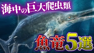 巨大魚 mqdefault.jpg