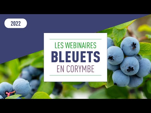 Vidéo: Informations sur les bleuets en corymbe - En savoir plus sur la culture des bleuets en corymbe