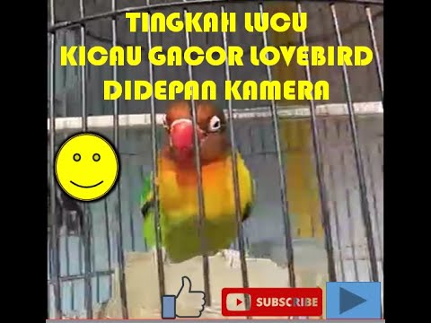 Video: Jak vycvičit papouška