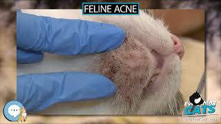 Feline acne ? EVERYTHING CATS ?