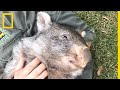 George le wombat dmarre sa nouvelle vie sauvage