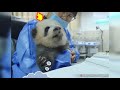 Nanny is taking baby jixiaos temperature but she refuses talkativebabypanda panda happyland