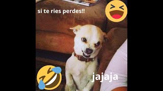 SI TE RIES PIERDES!!! Nivel 10000 #memes #risas #graciosos #siteriespierdes #videosgraciosos #humor