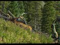 Brad Farris and Slade Reeves Hunting Big Colorado Bull Elk at 10 yards With A Bow