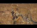 Leopardo captura Babuíno com um ataque incrível