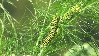 Gartenwunder Schwalbenschwanz