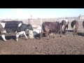 Породистые коровы Кыргызстана