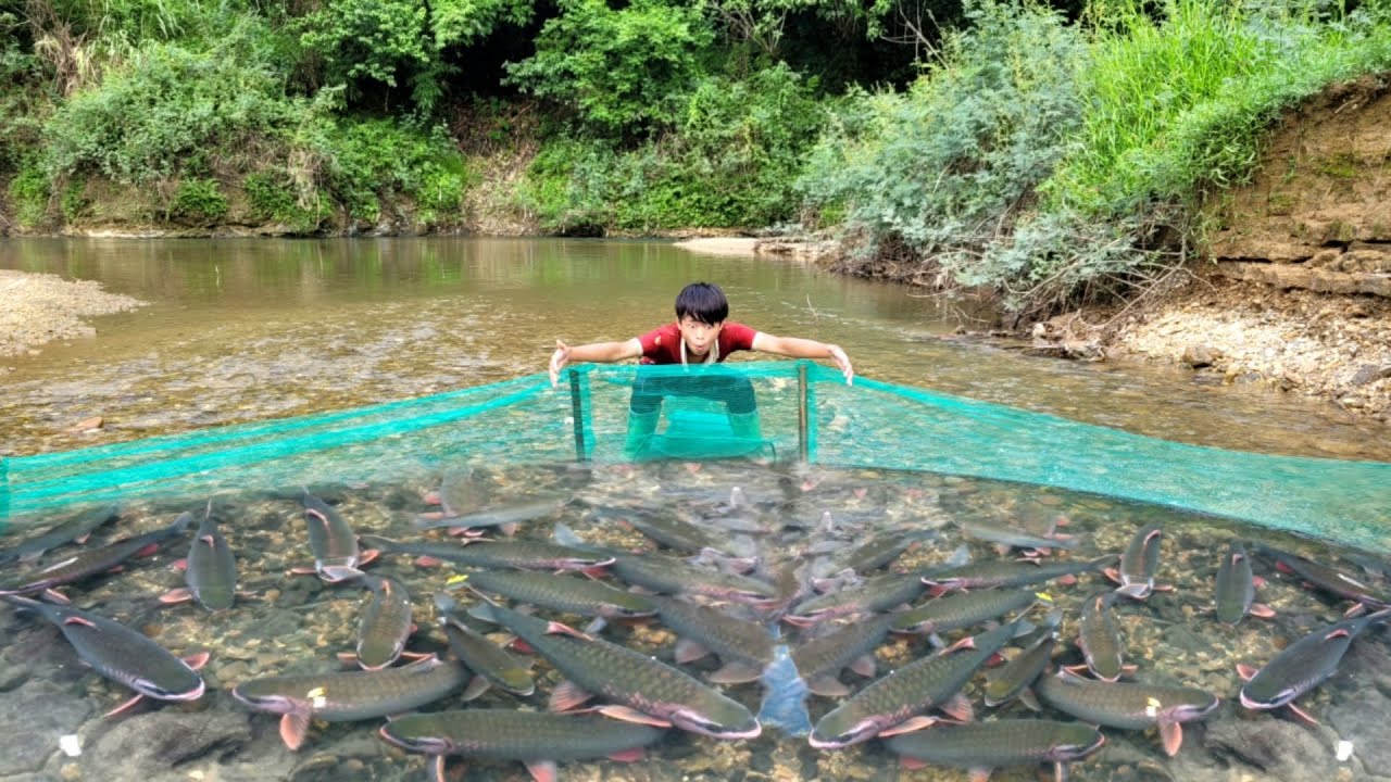 Boy Lam used a net to catch fish in the stream, luckily caught a lot of ...