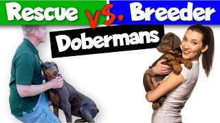 Adopting vs. Buying a Doberman: Which is Better?