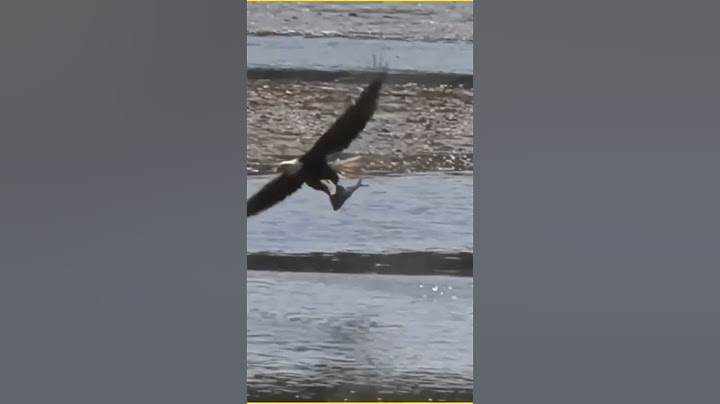 Eagle Attack Eagle 🦅🦅🦅