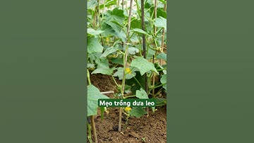 Kỹ thuật ngắt ngọn dưa leo cho nhiều trái