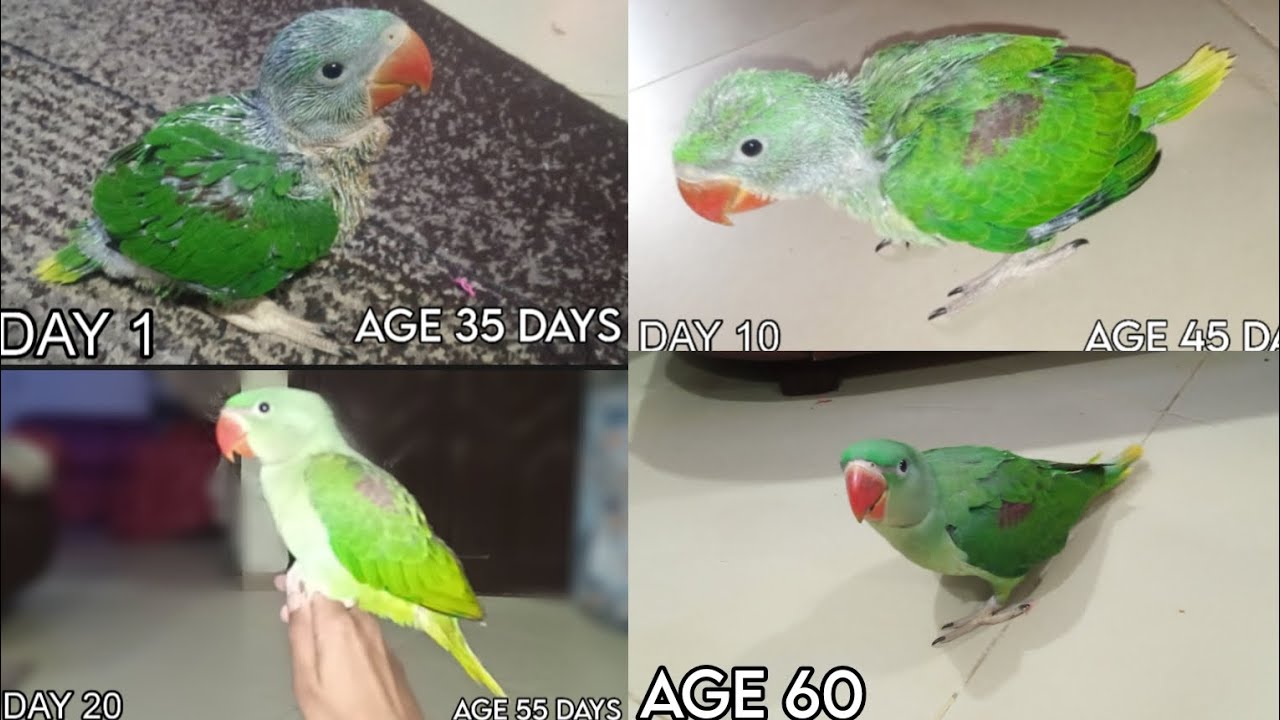 KASHMIRI RAW Parrot Day By Day Growth | Full Care , TIPS And Traning in hindi / Urdu