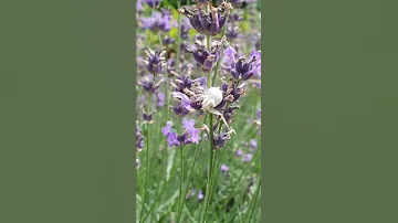 Цветочный паук!!! Misumena vatia!!!