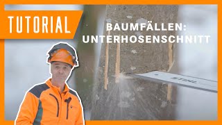 Wolfi zeigt: Unterhosenschnitt in der Holzernte  #Tutorial #Forstwirtschaft #Motorsäge